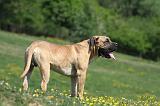 BOERBULL 018